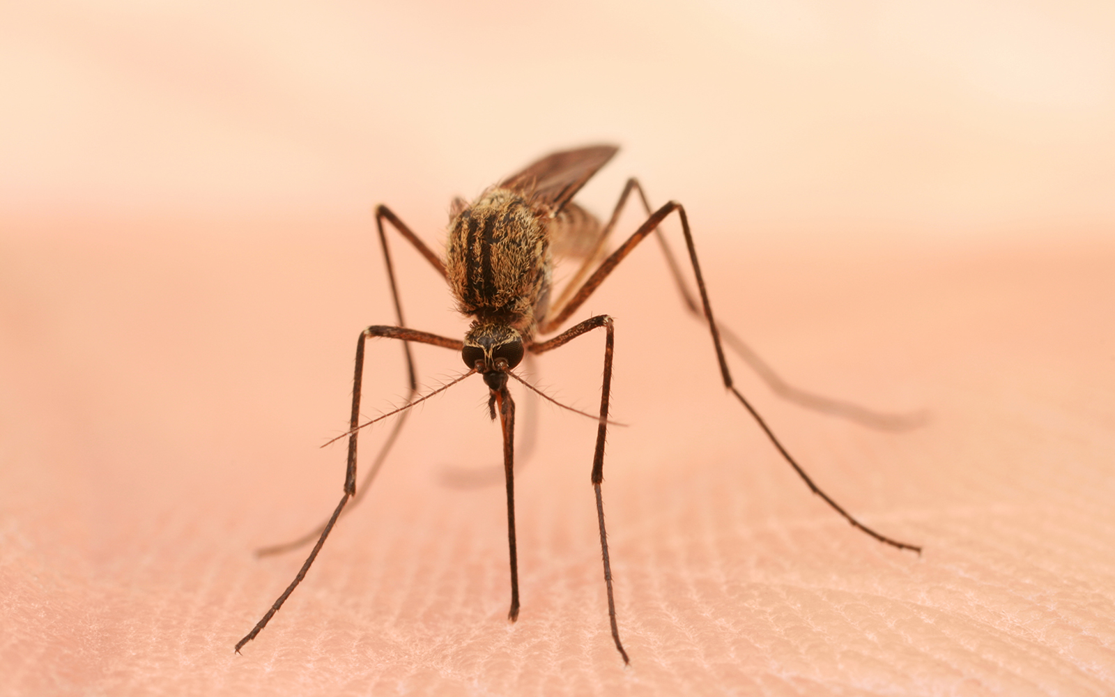 Stop the Bite Mosquito Control